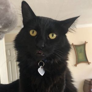 Meet your Posher, Cindy